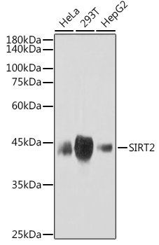 SIRT2 Rabbit mAb