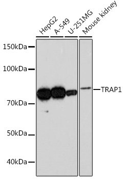 TRAP1 Rabbit mAb