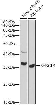 SH3GL3 Rabbit pAb