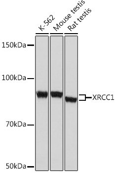 XRCC1 Rabbit mAb