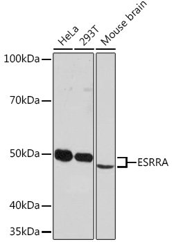 ESRRA Rabbit mAb