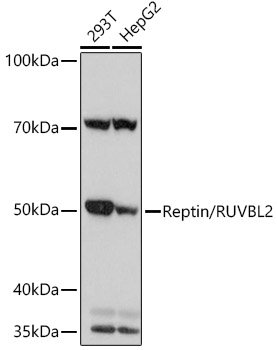 Reptin/RUVBL2 Rabbit mAb
