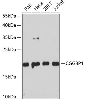 CGGBP1 Rabbit pAb