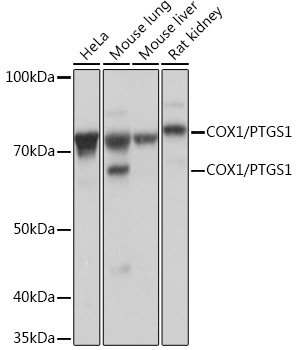 COX1/PTGS1 Rabbit mAb
