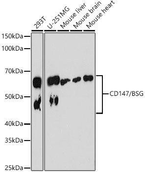 CD147/BSG Rabbit mAb