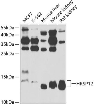 HRSP12 Rabbit pAb