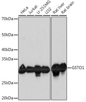 GSTO1 Rabbit mAb