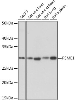 PSME1 Rabbit mAb