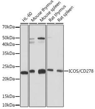 ICOS/CD278 Rabbit mAb