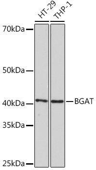 BGAT Rabbit mAb