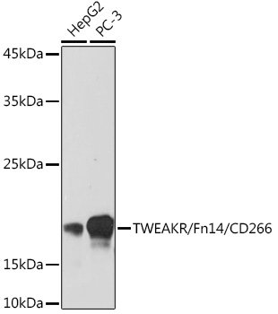 TWEAKR/Fn14/CD266 Rabbit mAb