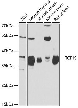 TCF19 Rabbit pAb