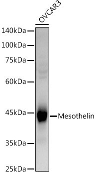 Mesothelin Rabbit pAb