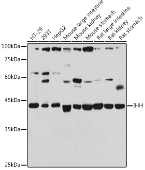 IHH Rabbit pAb