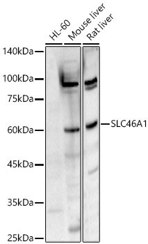 SLC46A1 Rabbit pAb