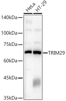 TRIM29 Rabbit pAb