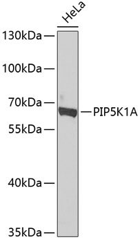 PIP5K1A Rabbit pAb