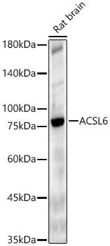 ACSL6 Rabbit pAb