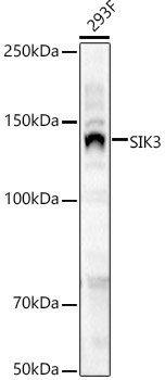 SIK3 Rabbit pAb