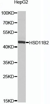 HSD11B2 Rabbit pAb
