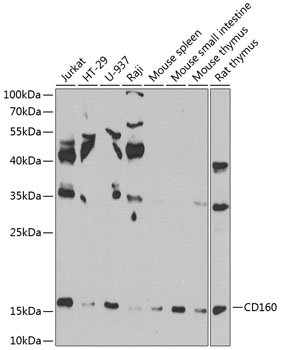 CD160 Rabbit pAb