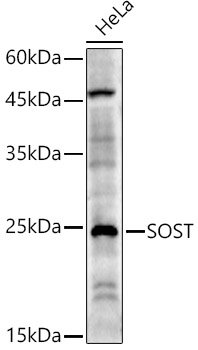 SOST Rabbit pAb