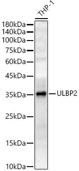 ULBP2 Rabbit pAb
