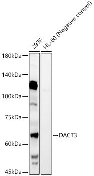 DACT3 Rabbit pAb