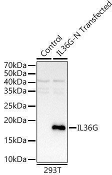 IL36G Rabbit pAb