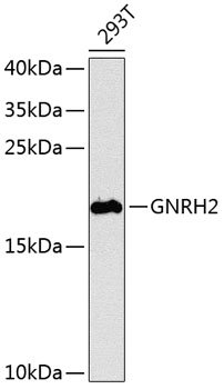 GNRH2 Rabbit pAb