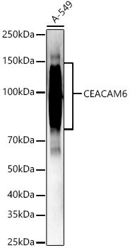 CEACAM6 Rabbit pAb
