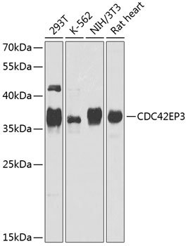 CDC42EP3 Rabbit pAb