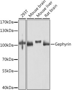 Gephyrin Rabbit pAb