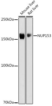 NUP153 Rabbit pAb