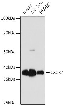 CXCR7 Rabbit mAb