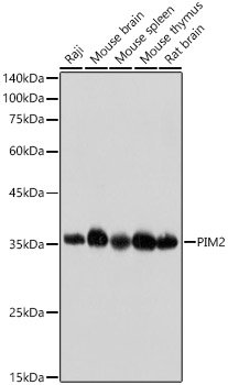 PIM2 Rabbit mAb