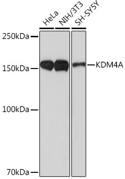 KDM4A Rabbit mAb