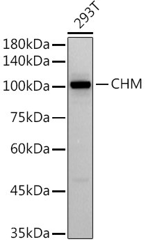 CHM Rabbit mAb