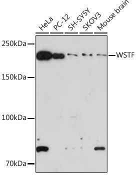 WSTF Rabbit mAb
