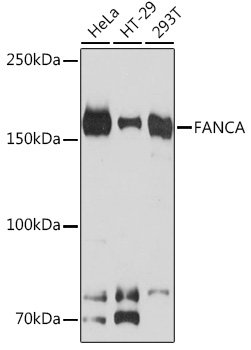 FANCA Rabbit mAb