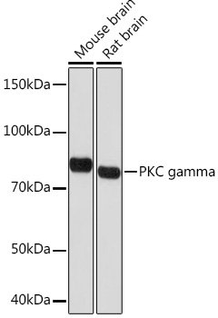 PKC gamma Rabbit mAb
