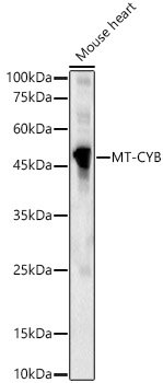 MT-CYB Rabbit pAb