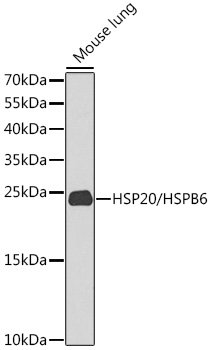 HSP20/HSPB6 Rabbit pAb