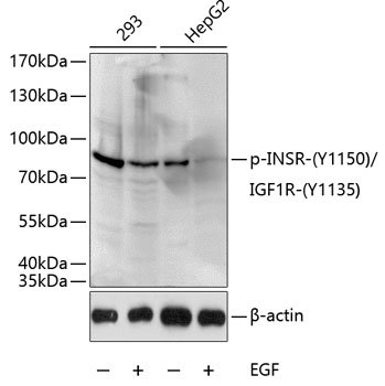 Phospho-INSR-Y1150/IGF1R-Y1135 Rabbit pAb