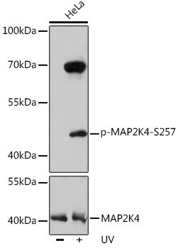 Phospho-MAP2K4-S257 Rabbit pAb