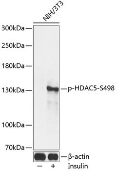 Phospho-HDAC5-S498 Rabbit pAb