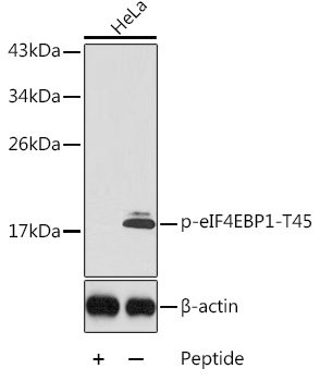 Phospho-eIF4EBP1-T45 Rabbit pAb