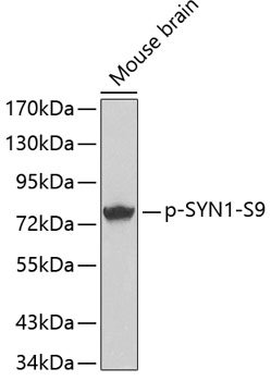 Phospho-SYN1-S9 Rabbit pAb