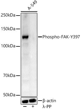Phospho-FAK-Y397 Rabbit pAb