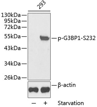 Phospho-G3BP1-S232 Rabbit pAb